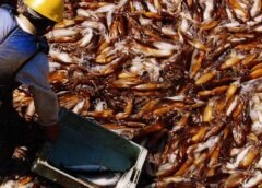 Industria pesquera y asignación de cuotas de pesca en Argentina
