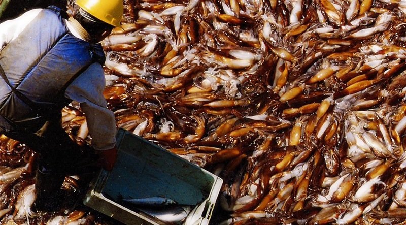 Industria pesquera y asignación de cuotas de pesca en Argentina